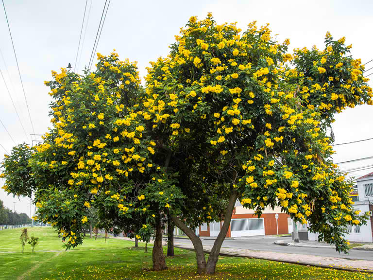 Imagen del árbol chicalá amarillo