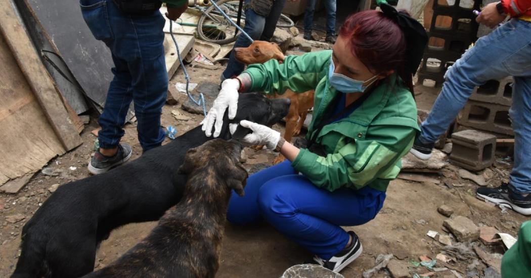 Distrito rescató 10 perros y 2 cachorros en el sector de Chicó sur