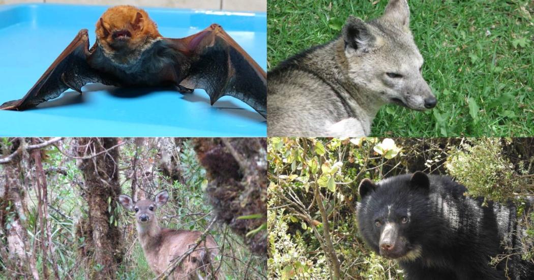 ¿Cuáles son los mamíferos de la fauna silvestre que viven en Bogotá?