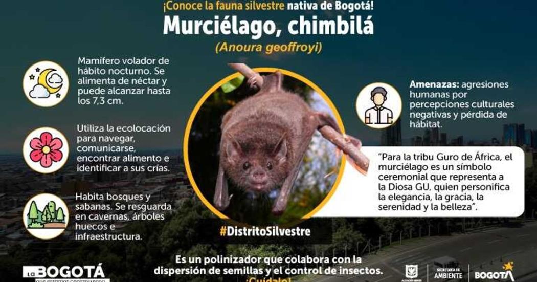 Murciélago chimbilá, que habita en Bogotá, es polinizador como abeja