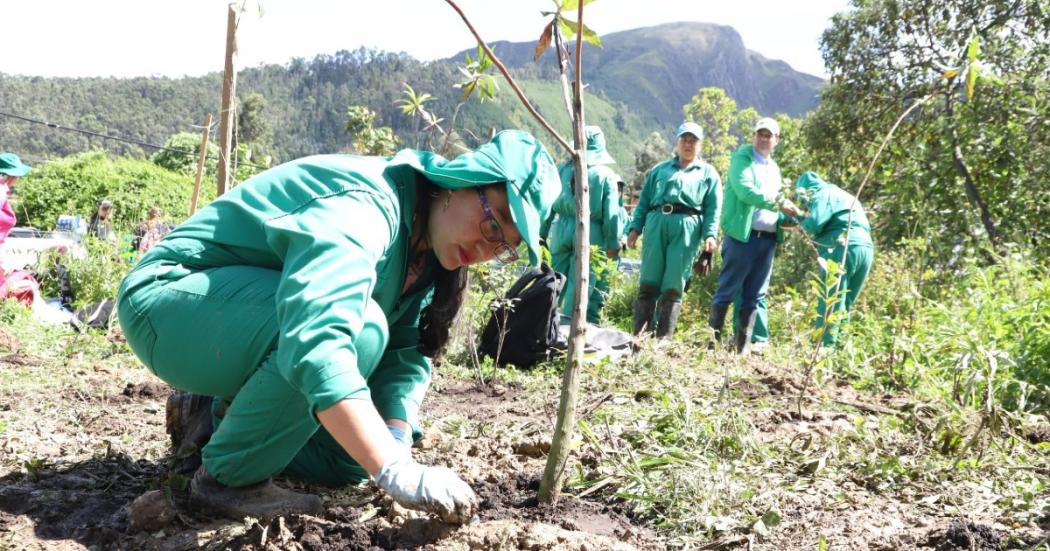 Distrito sembró 520 árboles en localidades de San Cristóbal y Engativá