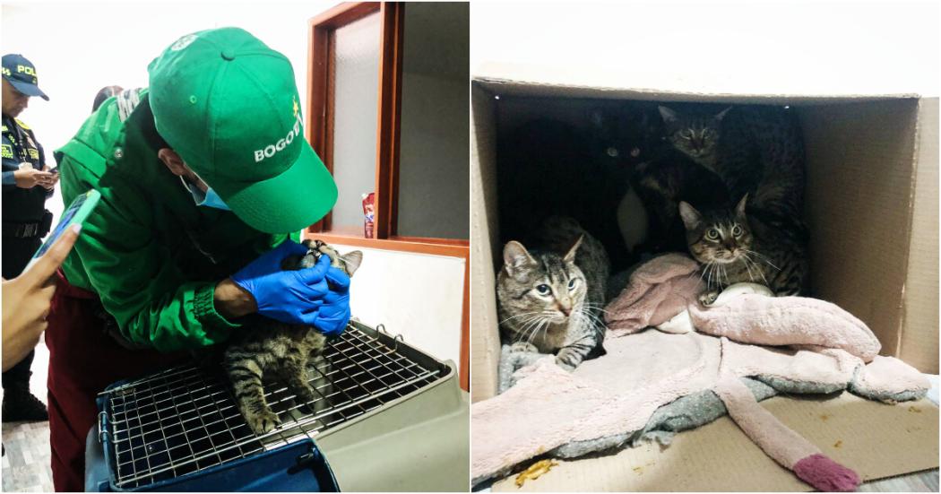 Rescate de 8 gatos que fueron abandonados en localidad de Engativá 