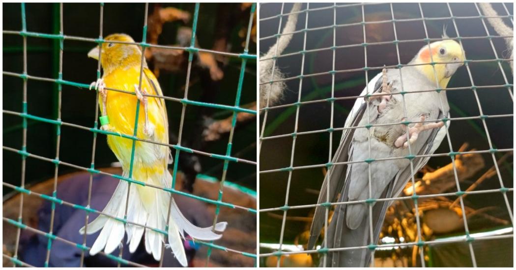 Más de 70 aves de corral y de especies no convencionales encontraron un hogar