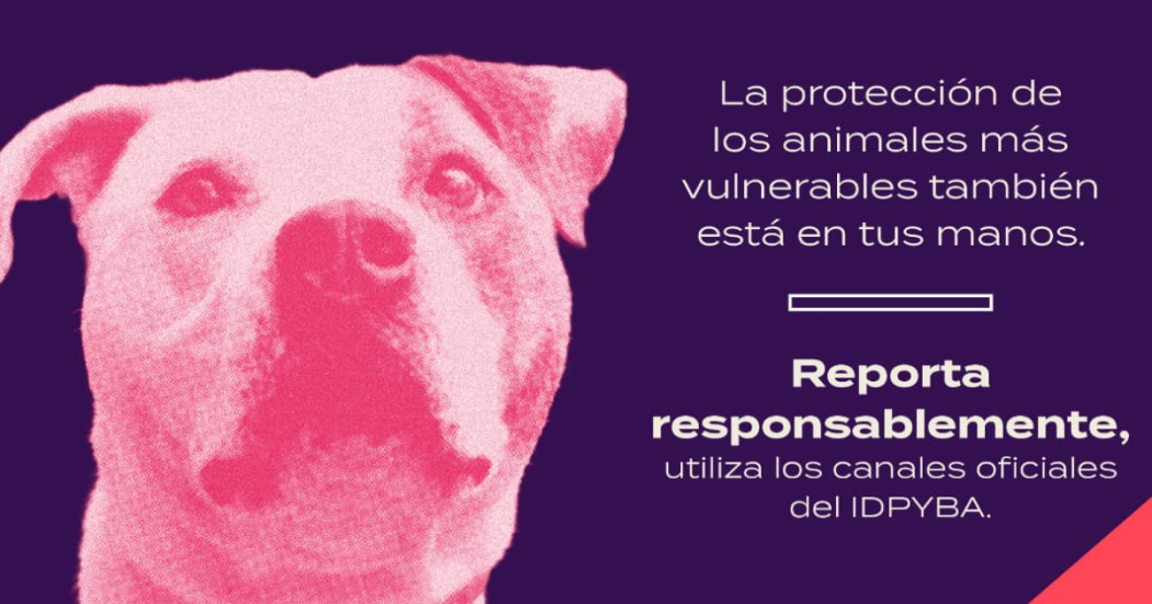 Canales de atención oficiales para reportar casos de maltrato animal 