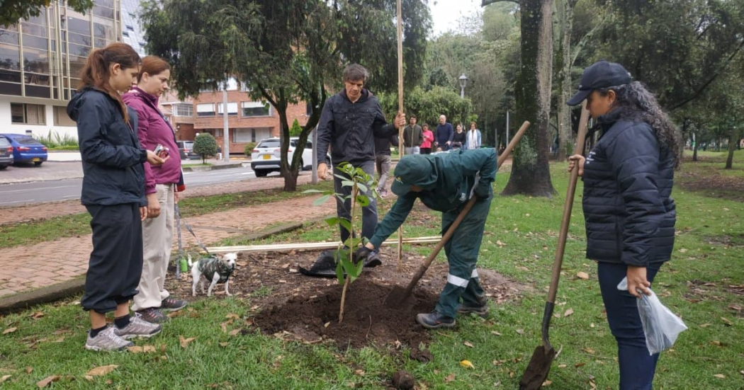 Más de 600 árboles: el regalo de Bogotá a la madre tierra en su día