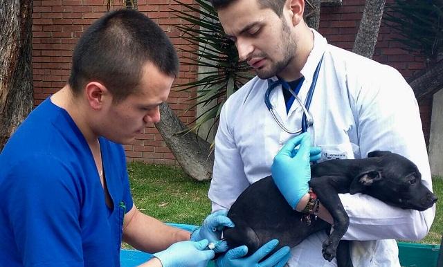 Urgencias Veterinarias en Bogotá - Foto: Secretaría de Salud