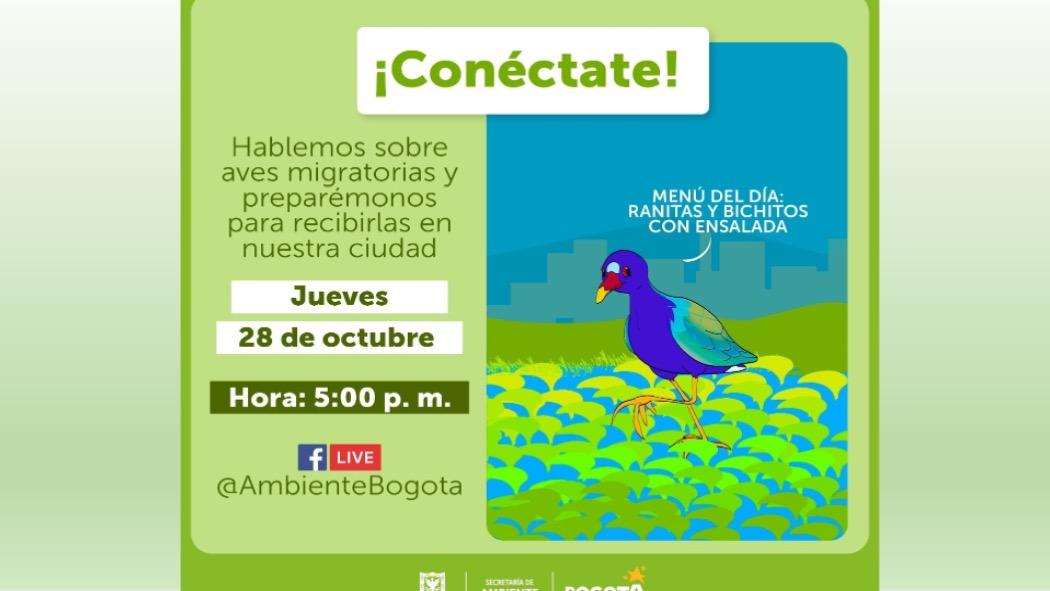 Las Tinguas azules llegan a Bogotá: Aprende sobre estas aves y conéctate al Facebook Live de la Secretaría de Ambiente
