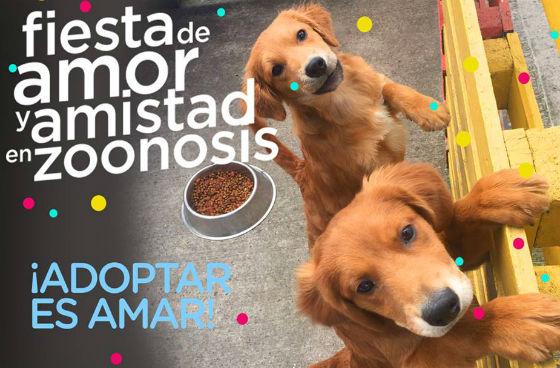 Campaña adopción de perros y gatos - Imagen: Secretaría de Salud