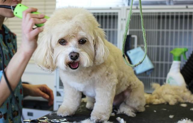 Trabajo para peluqueros caninos - Foto: Pixabay