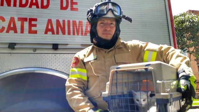 Un gato fue rescatado por los bomberos de Bogotá - Foto: Bomberos Bogotá