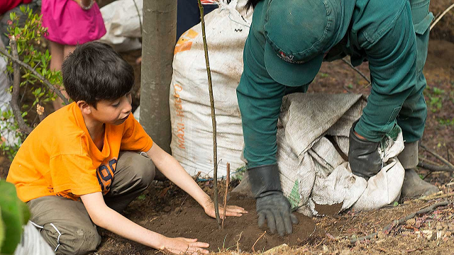 Alcaldía Peñalosa plantó más de 28.000 árboles durante el 2017 - Foto: Jardín Botánico Bogotá