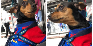 Buscan familia de perro que llegó a estación de TransMilenio Jiménez 