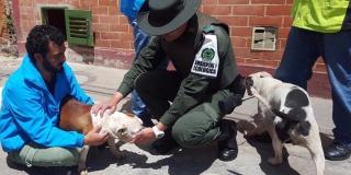 El Escuadrón Anticrueldad ha rescatado a más de 80 animales este año. Foto: Prensa Protección Animal