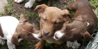 Perros cachorros - Foto: Secretaría de Salud