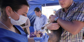 Urgencias veterinarias - Foto: Gerencia de Protección Animal