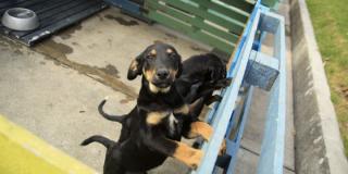 Perros cachorros - Foto: Secretaría de Salud