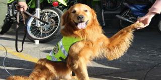 Igor perro antinarcóticos- FOTO: Prensa MEBOG