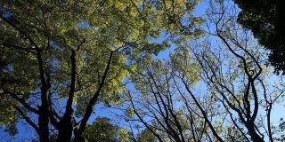 Atención a árboles en riesgo - Foto: Jardín Botánico Bogotá