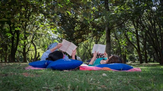 Lectura Bajo los Arboles