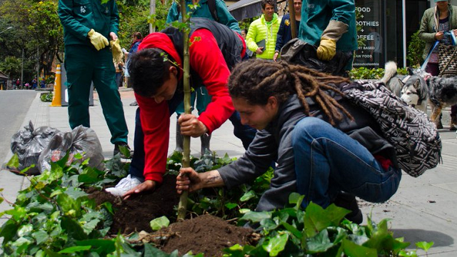 Jornada de plantación Avenida Novena - Foto: Jardín Botánico Bogotá