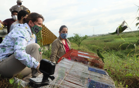 Se frenó el tráfico de especies silvestres y maltrato animal 