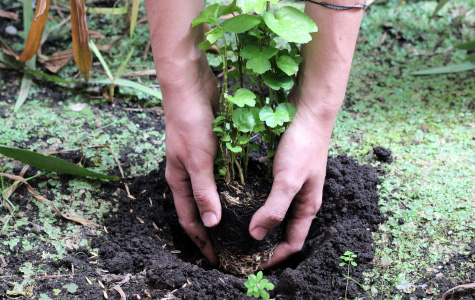 Bogotá reverdeció con más de 53.000 nuevos árboles 