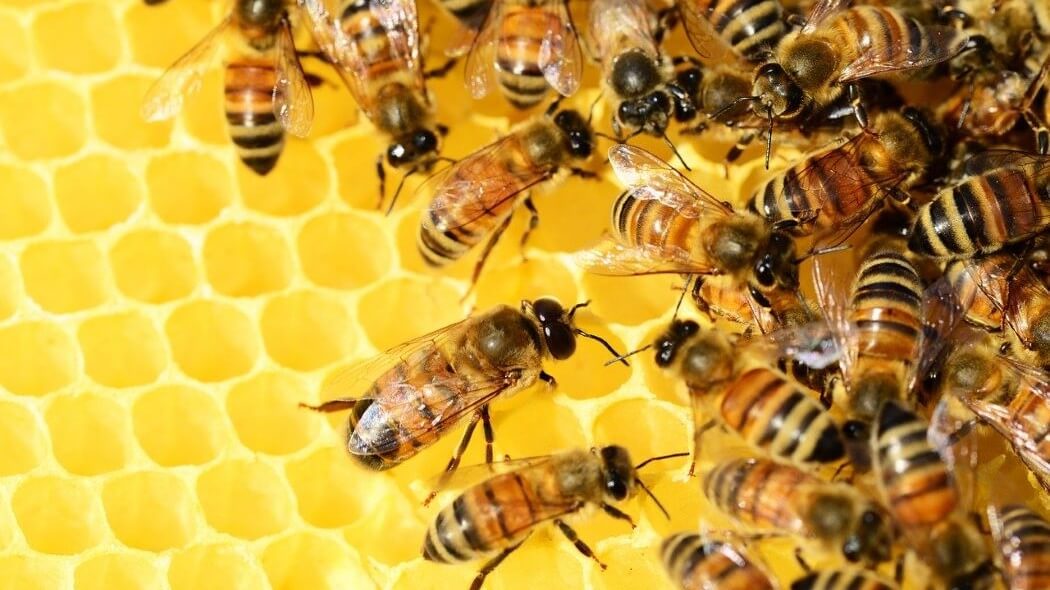 Tenemos que rediseñar las colmenas para proteger a las abejas? - Ecocolmena