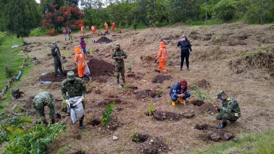 Imagen de la plantación de los árboles.