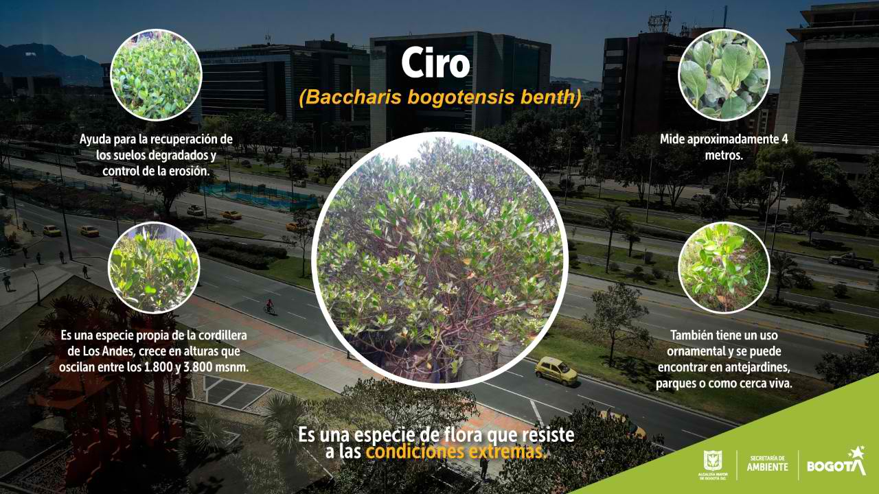 rboles de Bogot . Especie Ciro. Bogota.gov