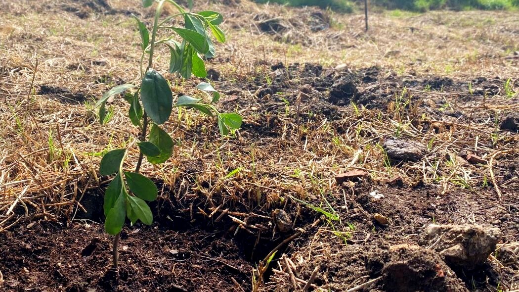 Cuáles son los beneficios de plantar árboles en la ciudad? | Bogota.gov.co