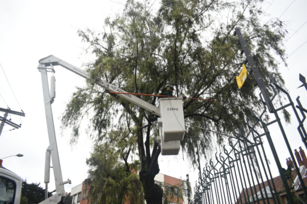 Poda de árboles en Bogotá | Bogota.gov.co