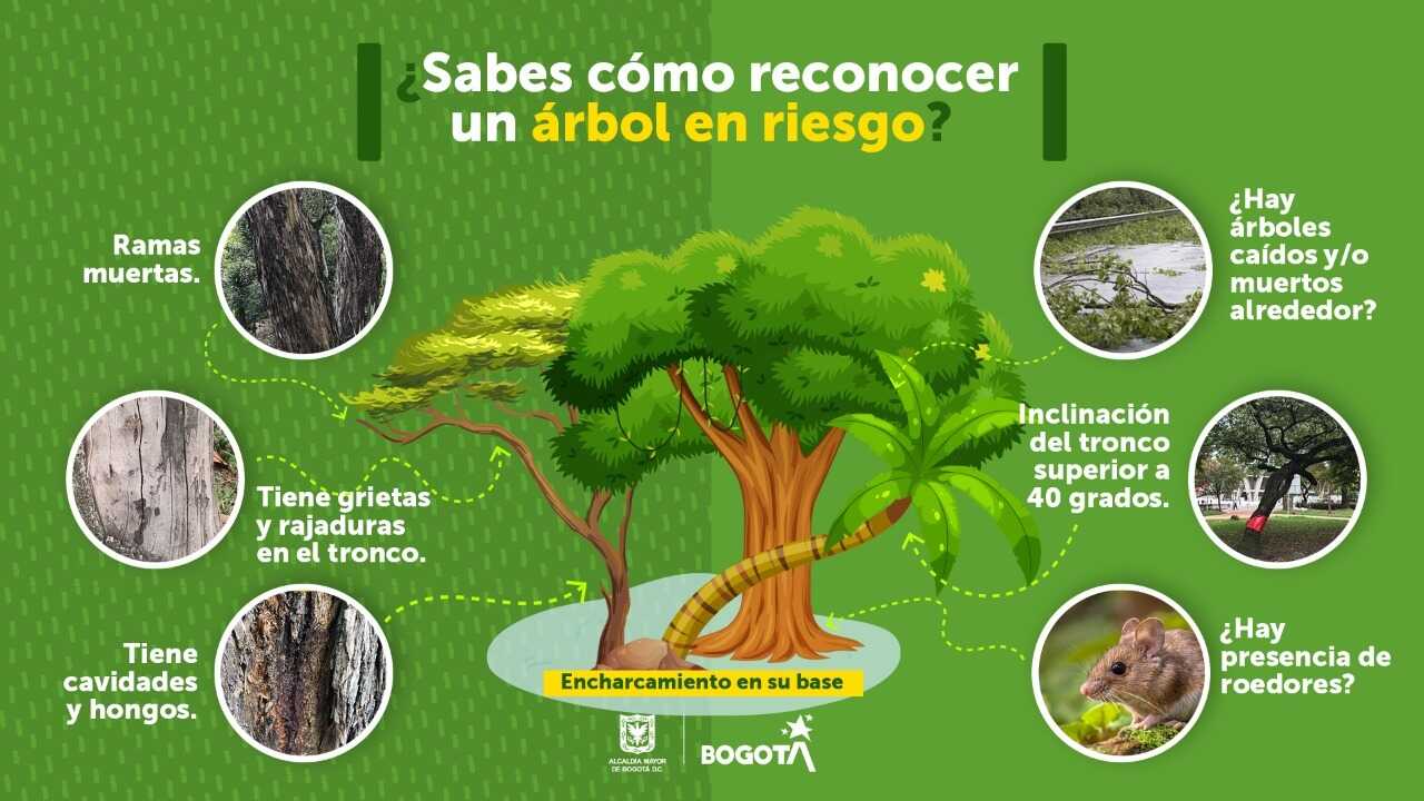 Temporada de lluvias: ¿Cómo reportar un árbol en riesgo de caerse? ? |  Bogota.gov.co