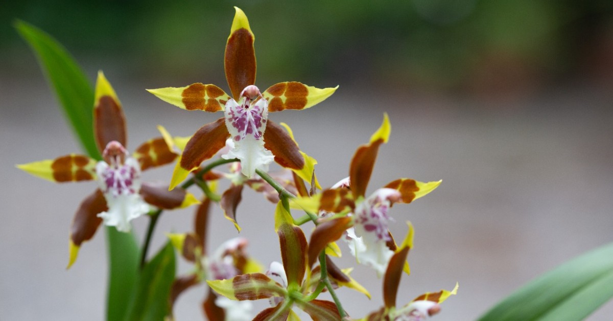 Cuándo va a ser la Exposición de Orquídeas del Jardín Botánico? |  Bogota.gov.co