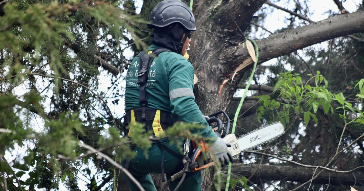 Distrito atiende emergencia e interviene 124 árboles en vía La Calera |  Bogota.gov.co