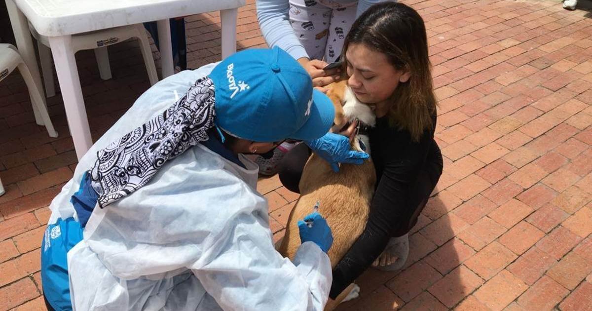 Rabies Vaccination Points in Bogotá: Free Vaccines for Dogs and Cats