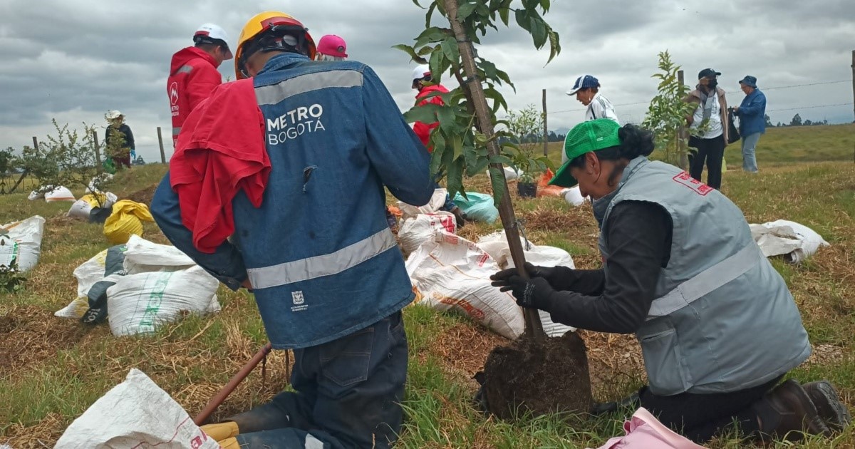 Bogotá Metro and Metro Line 1 Plant 872 Trees in Bogotá Reverdece Week