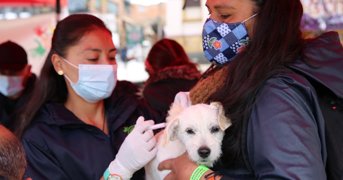 Bogotá reafirma su compromiso con el bienestar y protección animal