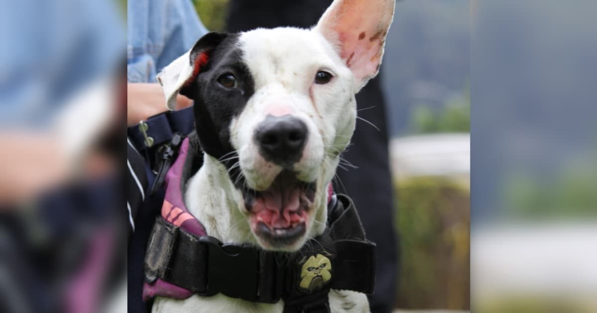 Esterilización gratuita de mascotas en Bogotá 2 al 6 de diciembre 2024