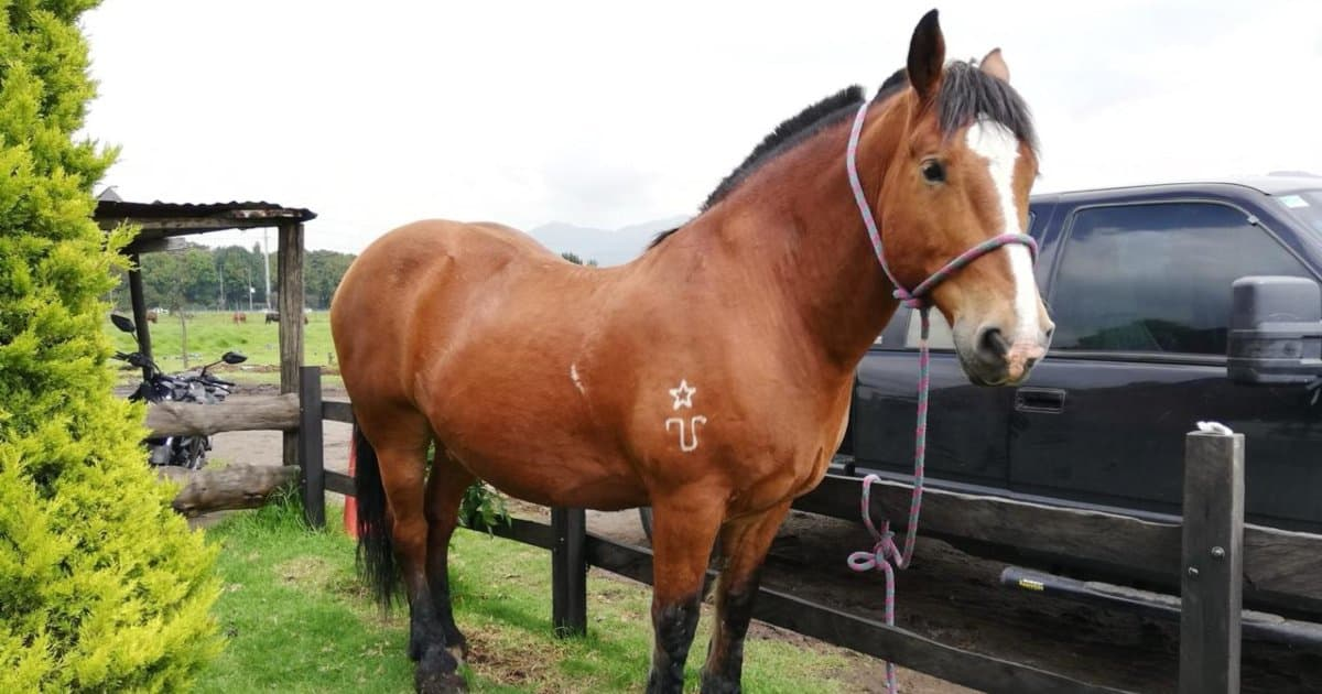 Caballos retirados Bogotá de Carabineros que han sido adoptados 2024