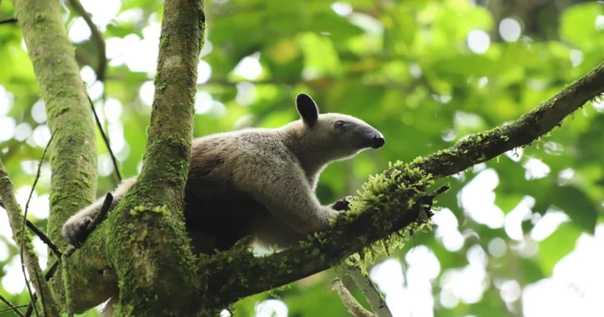 Navidad 2024 y Año nuevo 2025: Bogotá protege fauna y sus ecosistemas