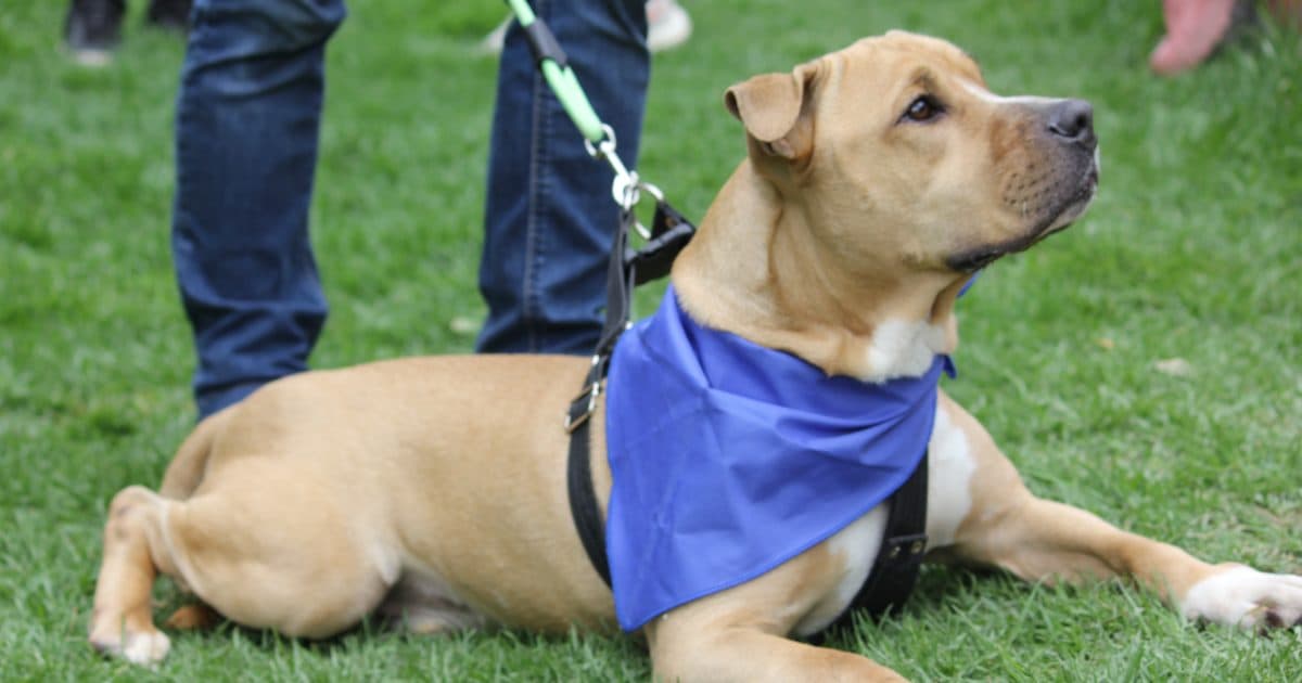 Navidad en Bogotá 2024 los animales no son un regalo campaña IDPYBA