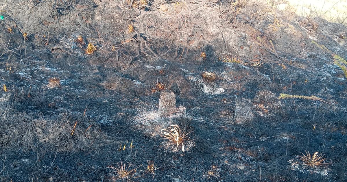 Autoridades controlan incendio forestal en el Parque Nacional Natural Chingaza 