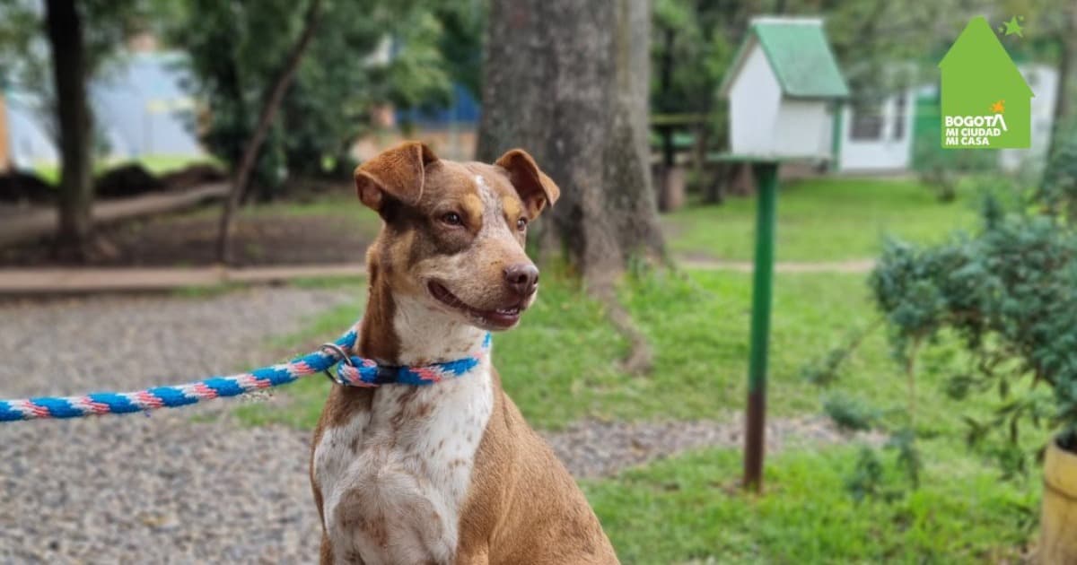 Consulta la nueva Línea para reportar casos contra el Maltrato Animal en Bogotá