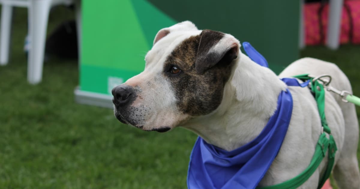 Esterilización gratuita de mascotas en Bogotá durante enero de 2025