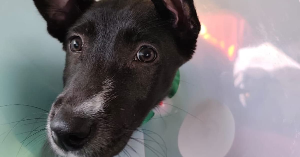 Rock and Roll perro que con ayuda de IDPYBA Bogotá venció una hernia