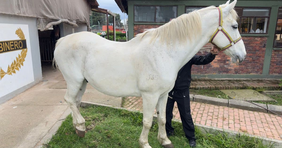 Bogotá abre convocatoria para la adopción de perros y caballos retirados