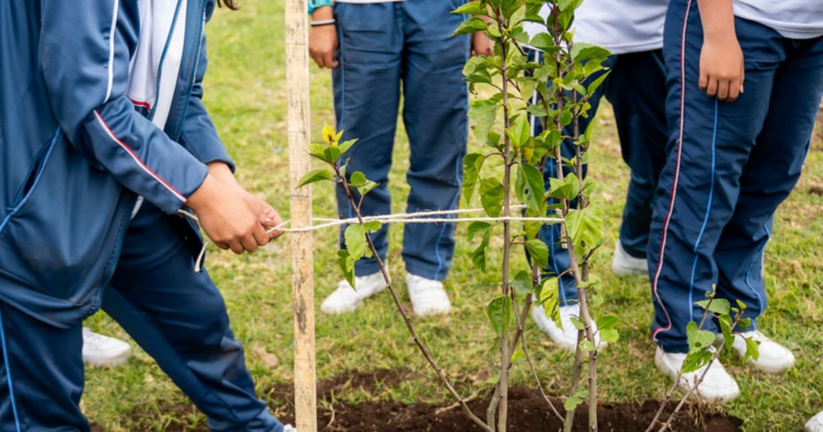 Jardín Botánico Bogotá plantó 200 árboles nativos en localidad de Bosa