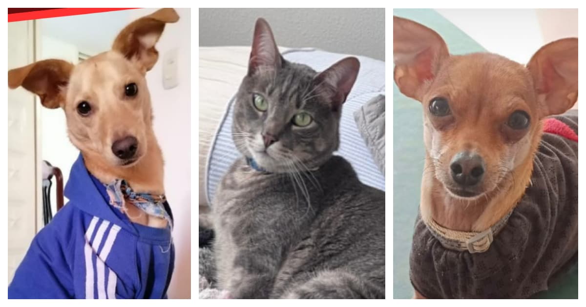 Reportar mascota extraviada en Perros y gatos buscan su hogar Bogotá 