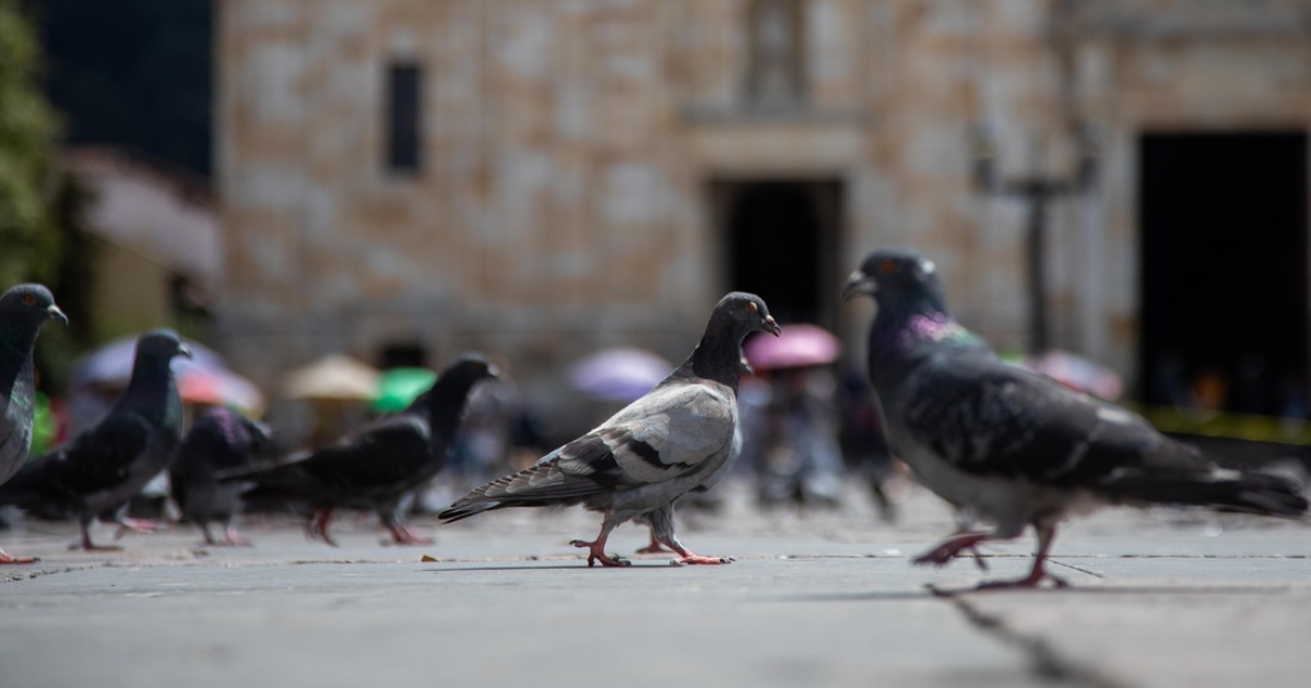 Bogotá inicia la esterilización a las palomas de la Plaza de Bolívar
