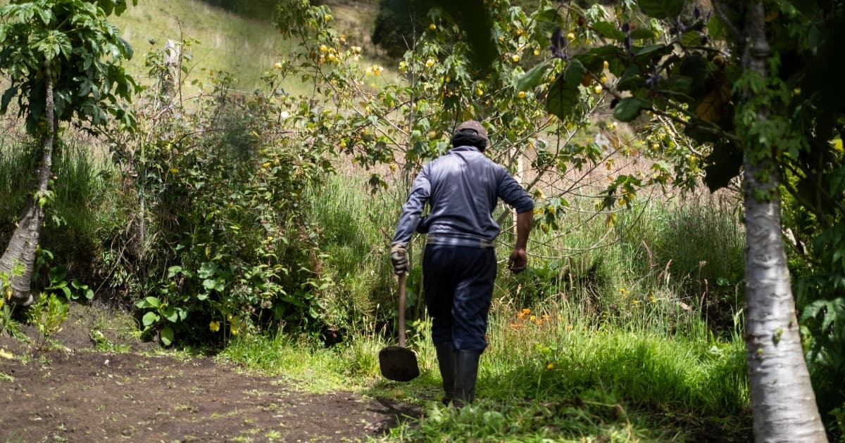 Conoce Sembrar Paga con créditos para campesinos y productores de alimentos Bogotá